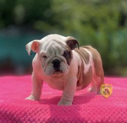 Bulldog