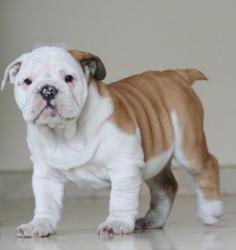 BULLDOG  INGLES  DE NUTIBARA                        