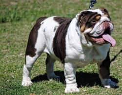 bulldog