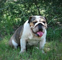 Bulldog