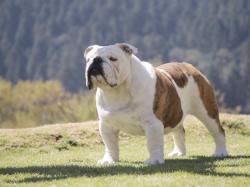 bulldog