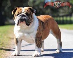 Bulldog