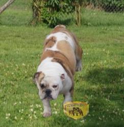 bulldog