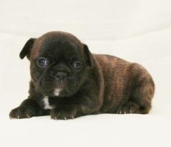      CACHORROS DE BULLDOG FRANCES MACHOS BRINDLE       


            