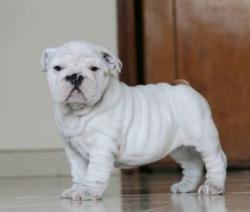 Bulldog