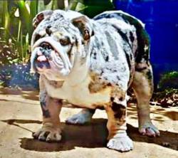 Bulldog