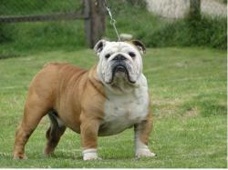 bulldog