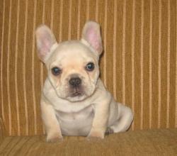  bulldog frances                  