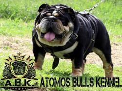 bulldog