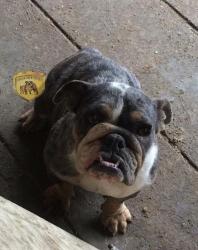 bulldog