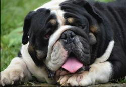 bulldog