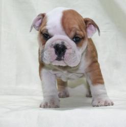 criadero de bulldog ingles


            


            