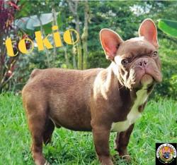 bulldog