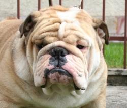 Bulldog