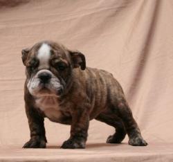        Nutibara BULLDOG  