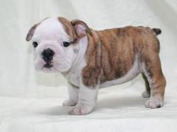 Bulldog