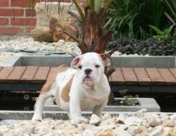 VENDI CACHORRO REGISTRADO DE bulldog ingles

            


            