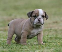 Bulldog