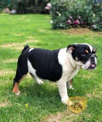 bulldog
