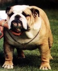 bulldog