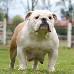 bulldog