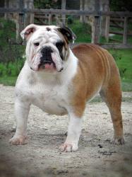 bulldog