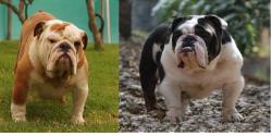 Bulldog