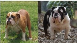 Bulldog