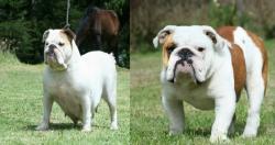 PROXIMOS CACHORROS DE  BULLDOG INGLES PARA LA VENTA DEL CRIADERO NUTIBARA BULLDOGS


            


            