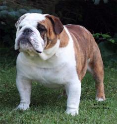 bulldog