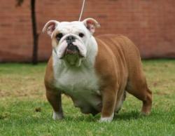 bulldog