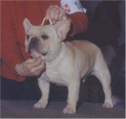 bulldog