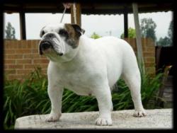 Bulldog