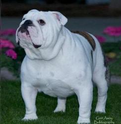 bulldog