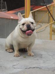 Bulldog