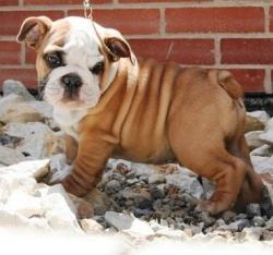          NUTIBARA BULLDOG


            