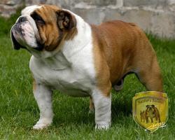 Bulldog