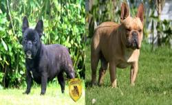 Proxima Camada de Bulldog Frances del criadero Nutibara Bulldogs

Proxima camada de Bulldog Frances de Nutibara Bulldogs


            