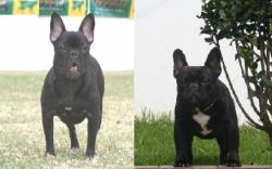             Proxima camada de Bulldog frances para la venta del criadero Nutibara Bulldogs


            


            


            