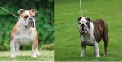 PROXIMOS CACHORROS DE  BULLDOG INGLES PARA LA VENTA DEL CRIADERO NUTIBARA BULLDOGS


            


            