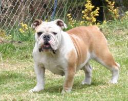 bulldog