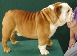 bulldog