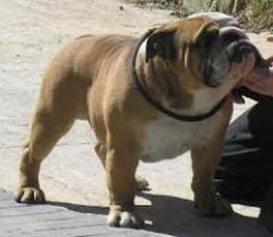 bulldog