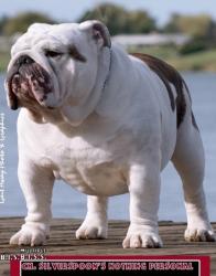 Bulldog