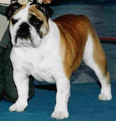 Bulldog