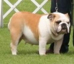 NUTIBARA CONIE       cachorros de pedigree   del mundial criadeo nutibarabulldogs com perritos para venta bulldog ingles y frances            