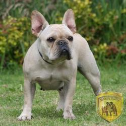 Bulldog
