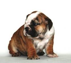 cachorro bulldog ingles