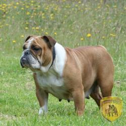 Bulldog