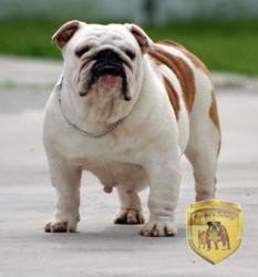 Bulldog